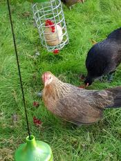 Chickens with Omlet chicken Caddi treat holders