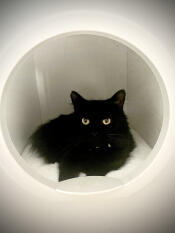 A black cat resting in his little house
