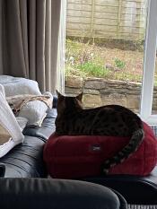 A cat relaxing on his red donut shaped cat bed