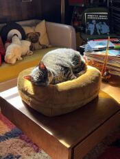 A cat resting in the butterscotch Maya donut cat bed.