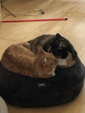 Two cats sharing a donut shaped cat bed