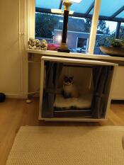 A cat in his indoor cat house with bed and curtains