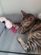 A cat lying on an Omlet grey memory foam bolster bed