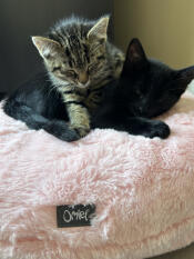 Sleeping together in the donut basket