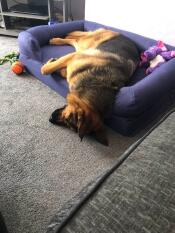 My rescue dog caesar. literally 2hrs after arriving in my house.