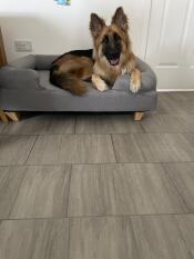 Our big puppy absolutely loves his new bed 