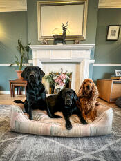 Three dogs sat in the pawsteps natural nest dog bed.