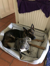 Two dogs resting in the large honeycomb slate nest dog bed.