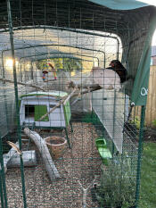 The green Eglu Cube chicken coop set up inside a walk in run