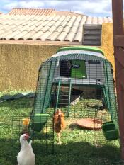 Cat Goes well for the chickens in the iglu