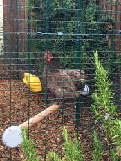 A chicken perched inside a large enclosure