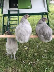 Cloud and Claire enjoying a summer’s eve