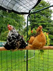 Ms. Pibb and BB-Egg gossiping on the porch