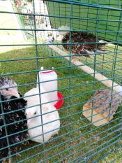 Pearl on her new perch bar (with beryl & ruby photo bombing!)