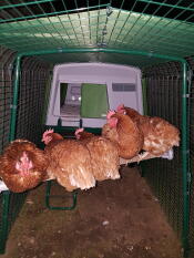 Five brown hens sat on a chicken perch in a run with a large green chicken coop