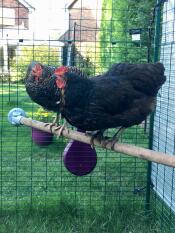 Sybil and cora catching up on the Gossip 