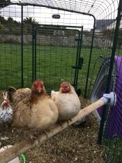 The perch was an instant hit with the bantams