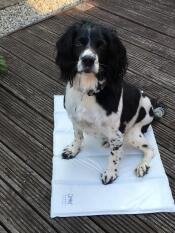 Charlie on his cool mat waiting for a treat