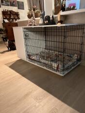 A dog sitting next to his wooden crate