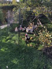 Some chickens roaming inside their chicken fencing