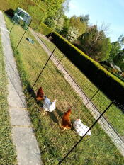 Omlet Eglu Cube large chicken coop and run with chickens and Omlet chicken fencing in garden