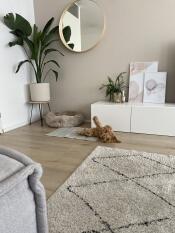 A dog playing on his cooling mat