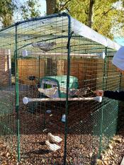 Our sebright hens on their new perches! 