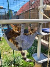 Cuddle time in the hammock