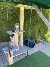 A cat raised platform inside an Omlet catio