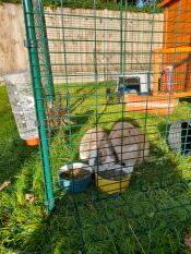 Two rabbits eating dinner inside their enclosure