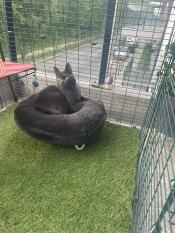 Smooky loves his basket