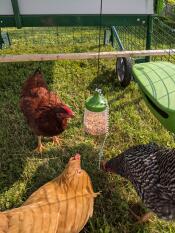 Entertainment for the chickens