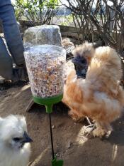 Fluffy brown and white chickens eating corn from a peck toy
