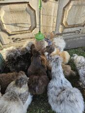 Lots of chickens pecking treats out of the chicken Pendant peck toy