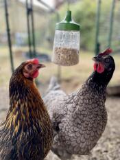 Rose and grace enjoying some enrichment