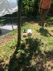 Chicken investigating peck toy