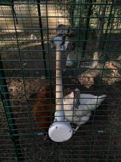 Chickens in run with Omlet universal chicken perch