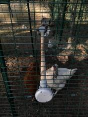 Chickens in run with Omlet universal chicken perch