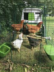 Chicken perching in their chicken run.