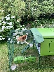 Happy chickens roaming a garden.