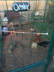 Black and brown chickens inside a walk in run with a wooden perch inside