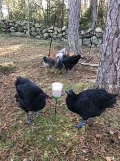 Hens using a peck toy in a garden