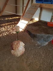 Chickens in run with Omlet chicken peck toy