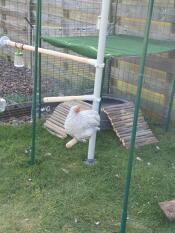 Our chickens love their Omlet enclosure