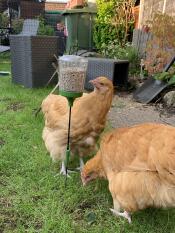 Two chickens pecking seeds from their peck toy