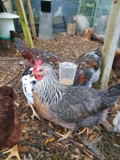 I love my new toy, it keeps the chickens entertained!