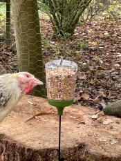 A chicken pecking a peck toy