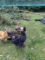 A flock of chicken enjoying the Omlet peck toy.