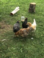 My chickens love it