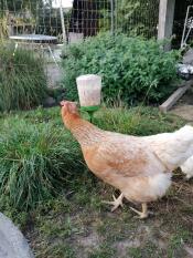 A pale brown chicken eating corn from a peck toy